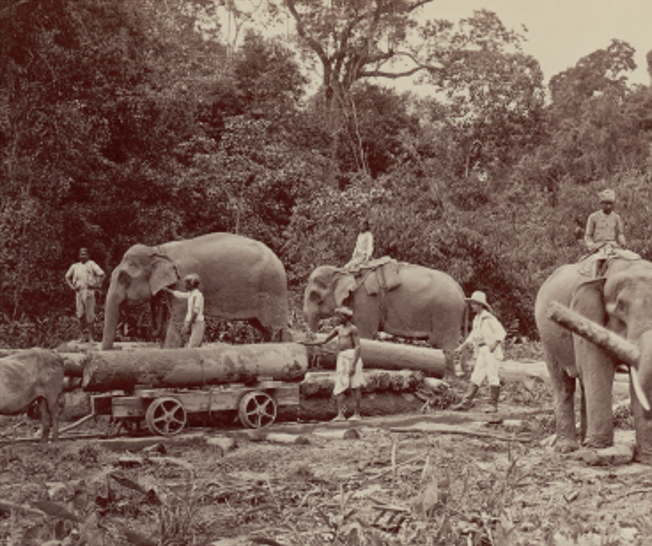 Black and white image of men riding elephants and pulling lumber